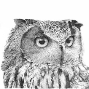 Long Eared Owl - Charlie by Gary Wilcockson