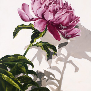 Peony Casting Shadows by Anne KM Ross