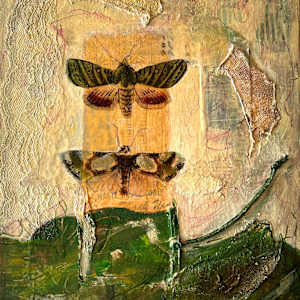 Moths by Darline Braz