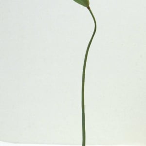 蓮藕上的翠鳥 Kingfisher on the Lotus Root by 門永哲郎 TETUROU Kadonaga 