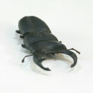 裝死的雄鹿甲蟲和藍岩耳鵯 Playing Dead Stag Beetle and Blue Bulbul by 門永哲郎 TETUROU Kadonaga 