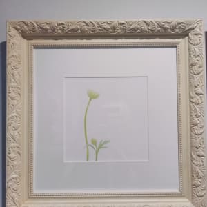 風輪花 一 Pincushion Flower 1 From The Collection Of Donna Art Artwork Archive