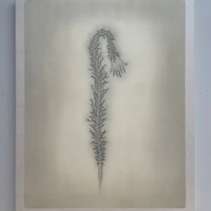 浮游花草 I Planktonic Plant I by 洪千惠 HUNG Chien Hui 