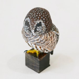 小貓頭鷹 Little Owl by 門永哲郎 TETUROU Kadonaga 
