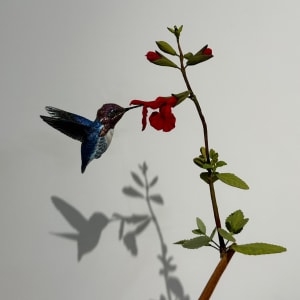 世界上最小的豆蜂鳥和櫻桃鼠尾草 World's Smallest Bean Hummingbird and Cherry Sage by 門永哲郎 TETUROU Kadonaga 