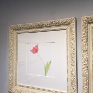 鬱金香 Tulip by 近藤 悟 KONDO Satoru 