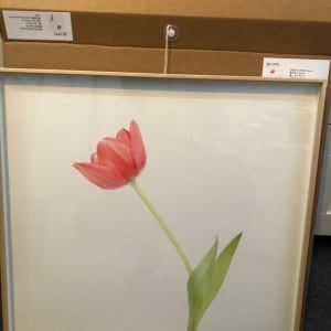 鬱金香 (M) Tulip (M) by 近藤 悟 KONDO Satoru 