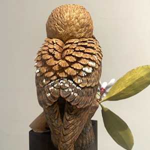褐鷹鴞與烏心石花  Brown Hawk Owl and Magnolia Compressa by 門永哲郎 TETUROU Kadonaga 