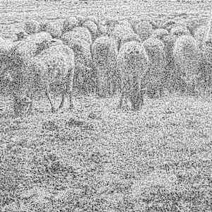 牧羊女與羊群 Do Shepherdess Dream of Atomic Sheep? by 佐垣慶多 SAGAKI Keita 