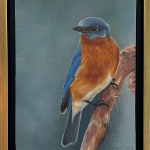 Eastern Bluebird by Barbara Teusink  Image: 'Eastern Bluebird' Framed