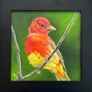 Junior (Summer Tanager) by Barbara Teusink 