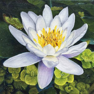 Caymanian Water Lily by Barbara Teusink