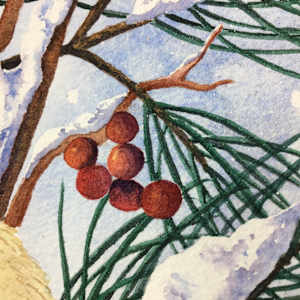 Winter Chickadees by Sheryl L Brake 