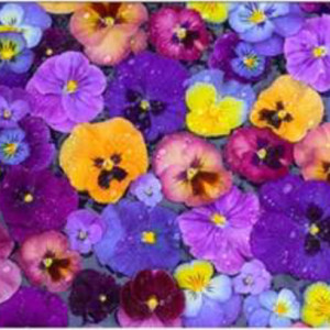 Floating Pansies by Darrell Gulin
