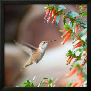 Hummingbird by Stan Hellmann 