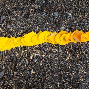 Aspen Leaf Line by Dale Burkett