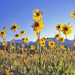 Gore Range Sunflowers by John Fielder