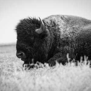 Meditative Bison by Erich Riegelmann