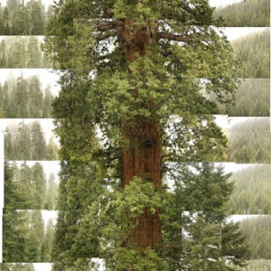 "Stagg" Sequoia by James Balog 