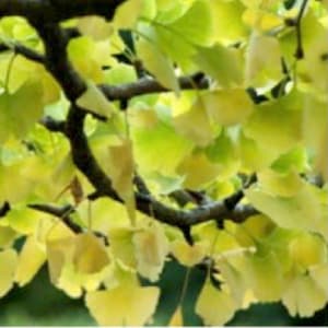 Untitled by Joy Doherty