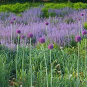 Purple Allium with Grasses by Abhi Ganju