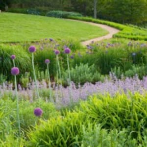 Purple Allium with Greenery and Pathway by Abhi Ganju