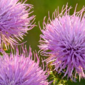 Thistle Trio by Henry Domke