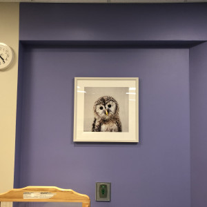 Owl - Baby Animals by Gal Design 