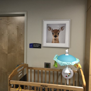 Deer - Baby Animals by Gal Design 