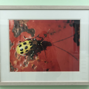 Yellow Bug on Red by Unknown Robinson 