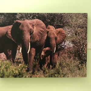 Elephants by Ron Williams 