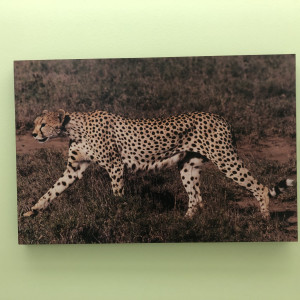 Strolling Cheetah by Ron Williams 