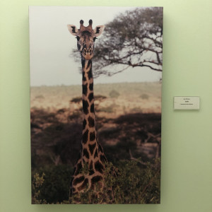 Giraffe by Ron Williams 