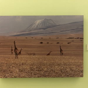 Giraffe & Serengeti Landscape by Ron Williams 