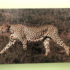 Strolling Cheetah by Ron Williams