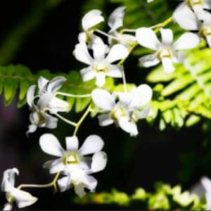 Vanda Orchids by Hausenflock