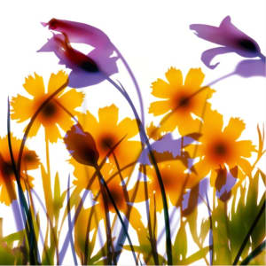 Botanical Illustration Untitled by Ethan Jantzer