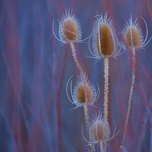 Wonder by Jenifer Bunn