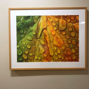 Maple and Dew III by Donald Paulson 