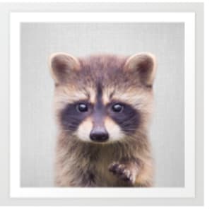 Racoon - Baby Animals by Gal Design