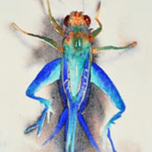 Blue Grasshopper by Carol Carter