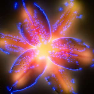 Lillium by Robert Buelteman