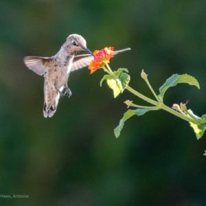 Anna's Hummingbird by Alexandra Buxbaum