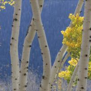 Aspen Trees and Hillside by Donald Paulson