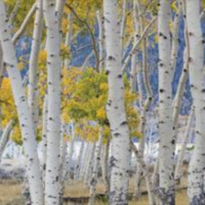 Aspen in Meadow 2 by Donald Paulson