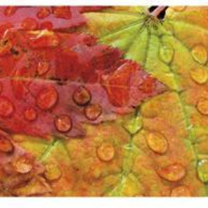 Maple and Dew II by Donald Paulson