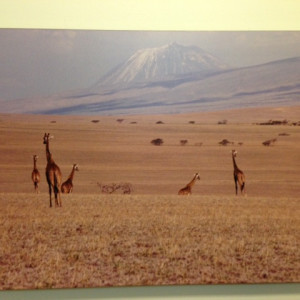 Giraffe & Serengeti Landscape by Ron Williams 