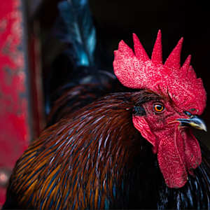 Scottish Rooster by Ian Wehner