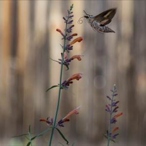 Harmony by Jenifer Bunn