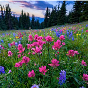 Wildflowers in Mountain Meadow at Sunset, Image 1.